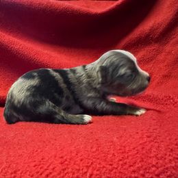 Blue merle Male - Blue merle male Toy Australian Shepherd puppy in Billings, Montana from Chapman's Aussies