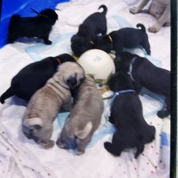 Fawn girl - Fawn female Pug puppy in Arabi, Georgia from Von Webb Pups
