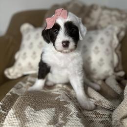 Audrey - Chocolate female Assorted Doodle Crosses puppy in West Monroe, Louisiana from Southern Haven Doodles