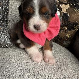 Miss Gray - Merle female Bernedoodle puppy in Curtice, Ohio from The Pink Doghouse