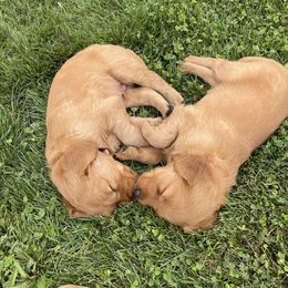 Golden Retriever Puppies from Up Beat Golden's