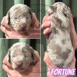 Fortune - Fawn (isabella) and cream female Dachshund puppy in Fond Du Lac, Wisconsin from Clucking Homestead Springers & Dachshunds