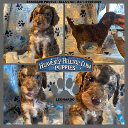 Ella's - Gray Collar Boy - Phantom male Poodle puppy in Charlo, Montana from Heavenly Hilltop Farm