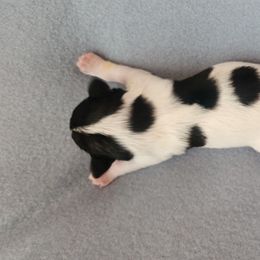 Girl 1 - Parti Miniature Schnauzer puppy in Mcarthur, California from Nebula Equine & Canine