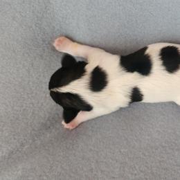 Girl 1 - Parti Miniature Schnauzer puppy in Mcarthur, California from Nebula Equine & Canine