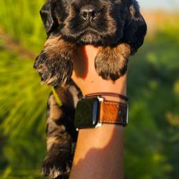 Finn - Black white and tan male Cockapoo puppy in Indiahoma, Oklahoma from Phamily Doodles