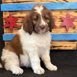 Sky - Mahogany and white female Saint Berdoodle puppy in Chicago, Illinois from Gentle Giant Saint Berdoodles