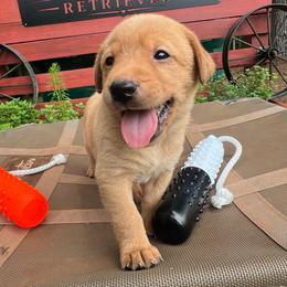 Dark blue - Yellow male Labrador Retriever puppy in Monticello, Georgia from Hollow Meadows Retrievers