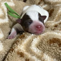Virgil - Red speckled male Australian Cattle Dog puppy in Marana, Arizona from Cactus Heelers Arizona