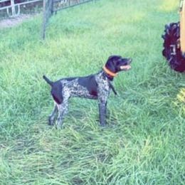 Ruger - German Shorthaired Pointer