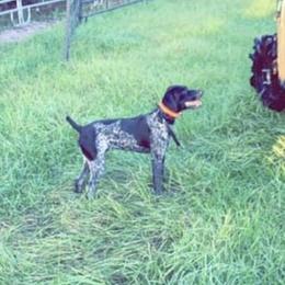 Ruger - German Shorthaired Pointer