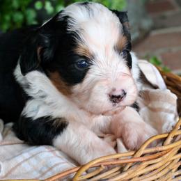 Chloe - Tri-color female Bernedoodle puppy in Lancaster, Pennsylvania from Homestead Bernedoodles