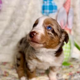 Daisy - Red merle female Miniature Australian Shepherd puppy in Buchanan, Georgia from Stanleyville Farm Mini Aussies