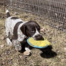 German Shorthaired Pointer Puppies from Chrishelle Farm