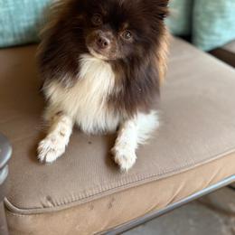 Pomeranian All Grown Up from Picture Perfect Poms