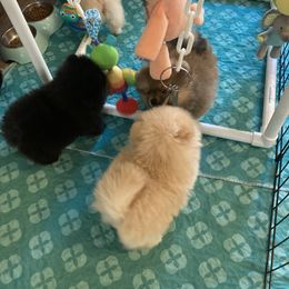 Pomeranian Puppies from Yates Pomeranians