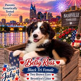Betsy Ross - Black tri female Miniature Australian Shepherd puppy in Nashville, Tennessee from Little B’s Aussies