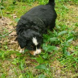 Green Male - Black rust and white male Bernese Mountain Dog puppy in Nicholson, Georgia from Bernese Mountain Dogs of Pony Trail Farm