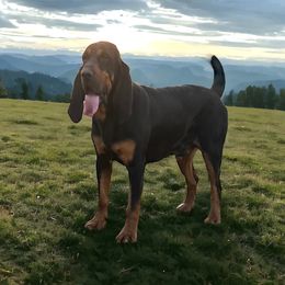 Bruno - Bloodhound