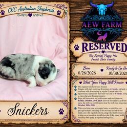 Snickers - Blue merle female Australian Shepherd puppy in Citra, Florida from AEW Farm