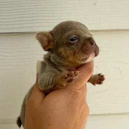 Red Girl - Black and tan female French Bulldog puppy in Dawsonville, Georgia from Baros Kennel