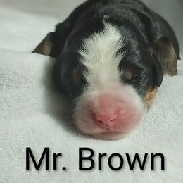 Mr. Brown - Black rust and white male Bernese Mountain Dog puppy in Weatherly, Pennsylvania from RC Farm