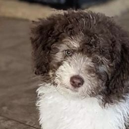 Aussiedoodles from Doodle Dandy