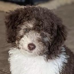 Aussiedoodles from Doodle Dandy