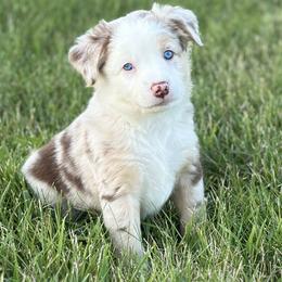 TAWNY - Red merle female Miniature Australian Shepherd puppy in Shipshewana, Indiana from Shelli's Puppies
