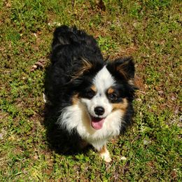 Brutus - Toy Australian Shepherd