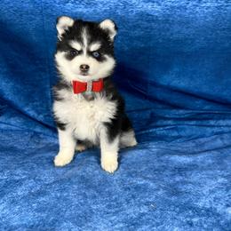 Thelma - Black and white female Pomsky puppy in Leesburg, Virginia from Capital Poms & Pomskies