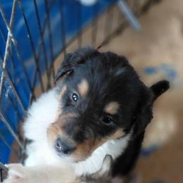 Knight - Black white and tan male Collie puppy in St Stephens, Wyoming from Desert Kennels