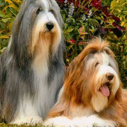 Bearded Collies from Meadows Bearded Collies