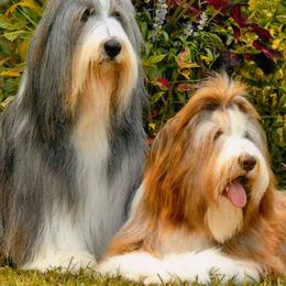Bearded Collies from Meadows Bearded Collies