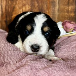 Mistletoe - Black tri female Miniature Australian Shepherd puppy in Tonasket, Washington from V5 Aussies