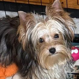 Beautiful Luca - Black and tan male Yorkshire Terrier puppy in Lexington, North Carolina from Silver Valley Yorkies