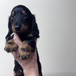 Boy 3 - Black and tan male Dachshund puppy in Gouverneur, New York from Dack Dachshunds