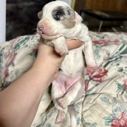 Blue Merle boy - Blue merle and white male Cardigan Welsh Corgi puppy in Clinton, Tennessee from High Hopes Farm