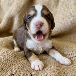 Scout - Tri-color female Australian Labradoodle puppy in Helena, Montana from Labradoodles of Montana