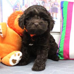Orange collar Zulu - Caramel male Australian Labradoodle puppy in Provo, Utah from EllsWORTH Labradoodles LLC