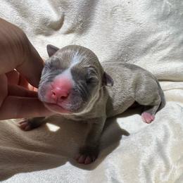 Gnochi - Blue fawn male American Pit Bull Terrier puppy in Nine Mile Falls, Washington from Bartin Kennels