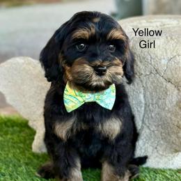 Yellow girl - Tri-color female Australian Labradoodle puppy in Anderson, California from Shaggy Doodles