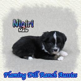 Nigiri - Black tri male Toy Australian Shepherd puppy in Forestburg, Texas from Flaming Dill Ranch Aussies