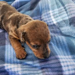 Dax - Dapple male Dachshund puppy in Hartville, Missouri from Aimee C. Doxies