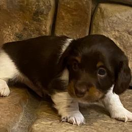 MOCHA - Piebald male Dachshund puppy in Elizabethtown, Kentucky from Teeny Tiny Puppy Tails