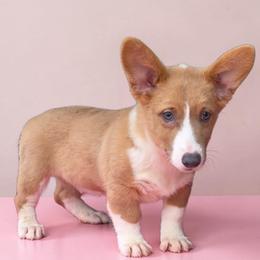 Male - Blue male Pembroke Welsh Corgi puppy in Unicoi, Tennessee from East Tennessee Clark Corgis