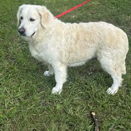 LOVE - Golden Retriever