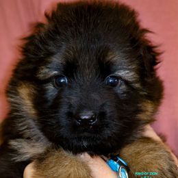 Girl 1 - Black and red female German Shepherd puppy in Alvarado, Texas from King Of Zion German Shepherds