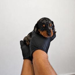 Penny - Dapple female Dachshund puppy in Moreno Valley, California from rdachshunds
