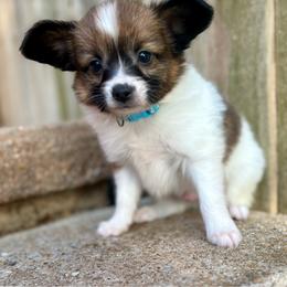 Marcel (light blue) - White and sable male Papillon puppy in Chattanooga, Oklahoma from Lottie Dottie Scottie’s and Papillons
